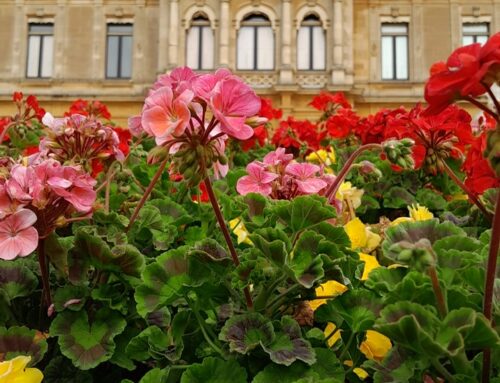 Waddesdon Manor’s Charity of the Year